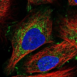 Afadin/AF-6 Antibody, Novus Biologicals 0.1mL; Unlabeled:Antibodies, Polyclonal